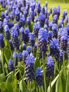 Muscari latifolium Muscari latifolium
