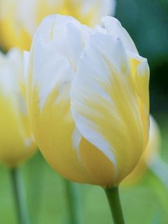 Tulipe 'Happy People'