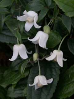 Clématite 'Winter Beauty' Clématite 'Winter Beauty'