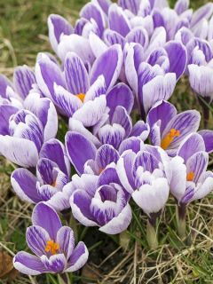 Crocus  'Pickwick'