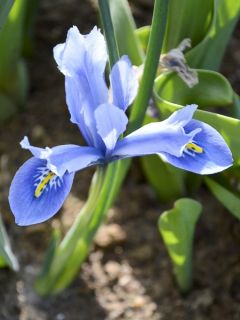 Iris 'Cantab'