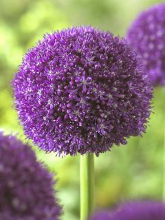 Ail d'ornement - Allium Ambassador