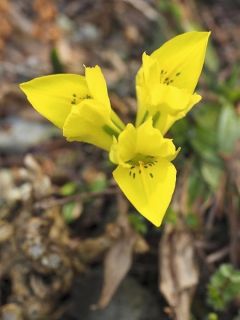 Iris danfordiae