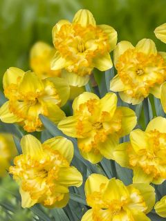 Narcisse 'Blazing Starlet'