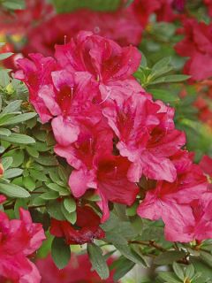 Azalée du Japon Vuyk's Scarlet - Rhododendron hybride. Azalée du Japon Vuyk's Scarlet - Rhododendron hybride.
