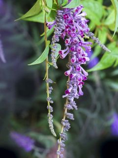 Buddleja lindleyana - Arbre aux papillons de Lindley