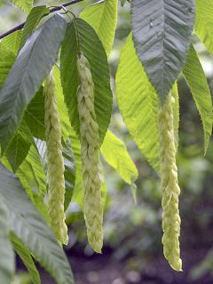 Carpinus fangiana - Charme de Fang