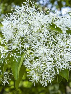 Chionanthus retusus - Arbre de neige, Arbre aux franges