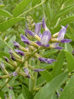 Réglisse, Glycyrrhiza glabra