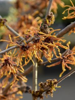 Hamamelis (x) intermedia Aphrodite - Noisetier de sorcière