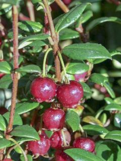 Myrtus ugni - Myrte ugni