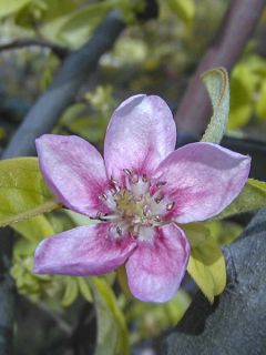 Pseudocydonia sinensis - Cognassier de Chine