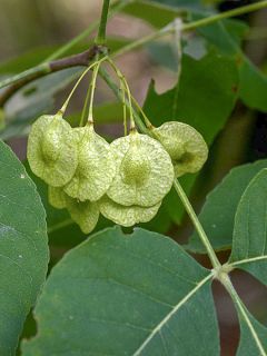 Ptelea trifoliata - Orme de Samarie