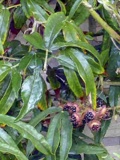 Rubus henryi bambusarum - Ronce de Henry à feuilles de bambou Rubus henryi bambusarum - Ronce de Henry à feuilles de bambou