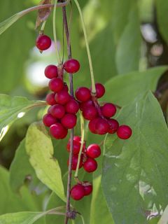 Schisandra chinensis - Baie aux 5 saveurs