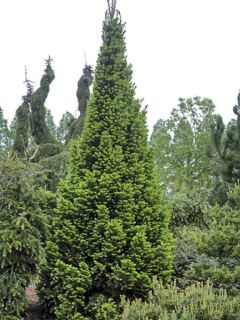 Abies alba Pyramidalis - Sapin blanc nain