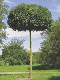 Érable champêtre nain - Acer campestre Nanum