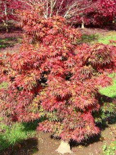 Érable du Japon 'Mikawa Yatsubusa'