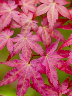 Érable du Japon - Acer palmatum Shindeshojo