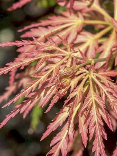 Erable du Japon - Acer pseudosieboldianum Ice dragon