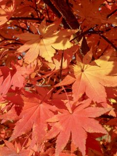 Erable du Japon - Acer pseudosieboldianum North Wind