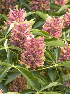 Maronnier nain - Aesculus mutabilis Induta