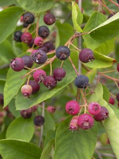Amélanchier en épis - Amelanchier spicata