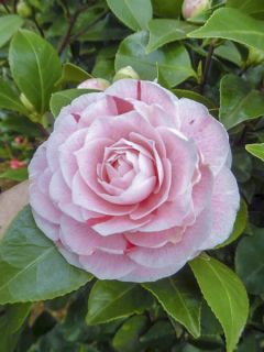 Camélia Bonomiana - Camellia japonica Camélia Bonomiana - Camellia japonica