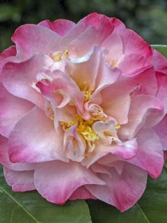 Camélia du Japon 'Nuccio's Jewel'
