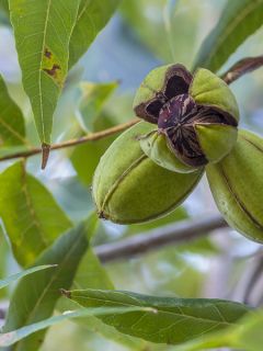 Pacanier, Noyer de pécan