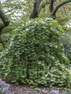 Cercis canadensis Traveller - Arbre de Judée nain, pleureur.