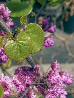 Cercis canadensis Pink Pom Pom's - Gainier du Canada