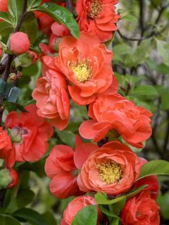 Cognassier du Japon - Chaenomeles speciosa Mango Storm