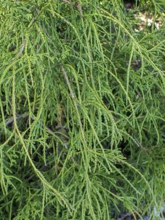 Chamaecyparis pisifera Filifera - Cyprès Sawara                