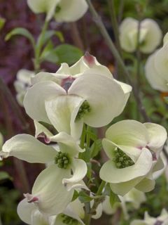 Cornouiller à grandes fleurs 'Cloud Nine' Cornouiller à grandes fleurs 'Cloud Nine'