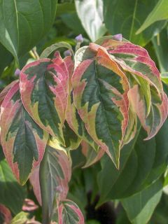 Cornus florida Firebird - Cornouiller à fleurs d'Amérique panaché.