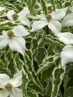 Cornus kousa Wolf Eyes - Cornouiller du Japon