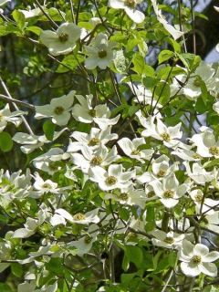 Cornouiller de nutali  - Cornus nuttallii Ascona
