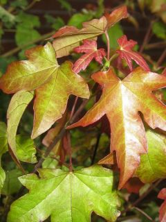 Erable - Acer X ORIENTALIA ®  Minorient ® 