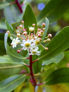 Drimys winteri - Cannelle de Magellan