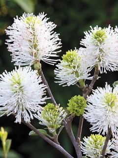 Fothergilla gardenii