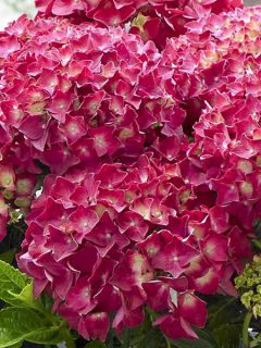 Hortensia - Hydrangea macrophylla Red Reggae (Music Collection)