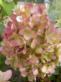 Hortensia - Hydrangea paniculata Pastelgreen ® Rencolor