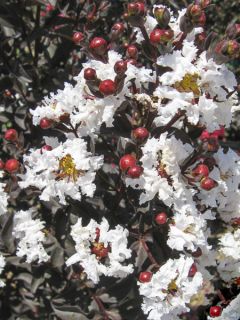 Lilas des Indes 'Black Solitaire Pure White'