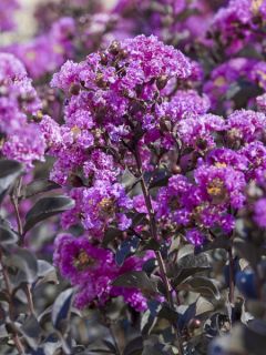 Lilas des Indes 'Black Solitaire Purely Purple '