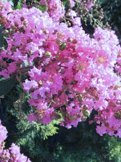 Lilas des Indes 'Summer Charm Hopi'