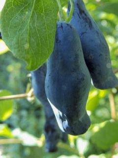 Lonicera kamtschatica Fialka - Baie de mai