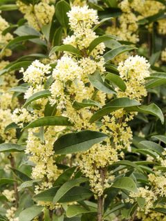 Osmanthus fragans - Osmanthe parfumé