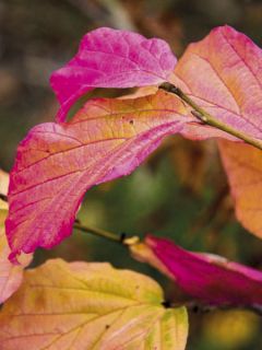 Parrotia persica Bella - Arbre de fer