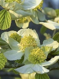 Parrotiopsis jacquemontiana